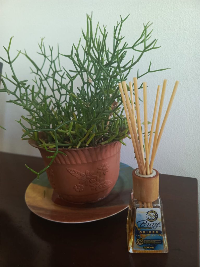 Origen Palitos Rattán